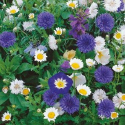 Kiepenkerl Mieszanka biało niebieskich kwiatów - Kiepenkerl